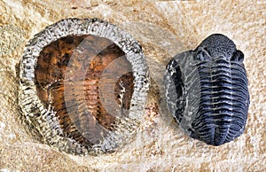 Cambrian Period Trilobites. photo