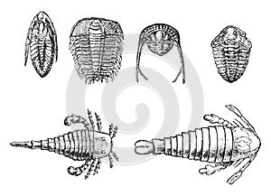 Cambrian and Silurian crustaceans, vintage engraving photo