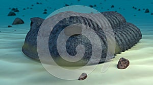 Cambric trilobite render