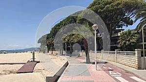 Cambrils, Spain, A palm tree on a sidewalk