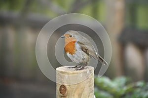 Friendly Robin Redbreast On A Post