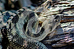 Adult Northern Pacific Rattlesnake, Siskiyou County, Northern California, USA photo