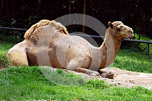 Camel