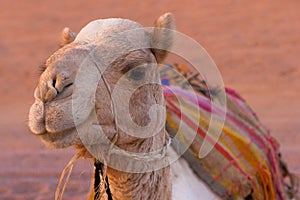 Camel