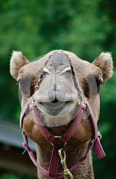 Camel