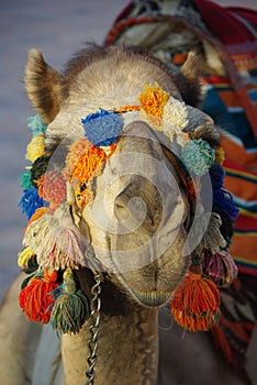 Camel