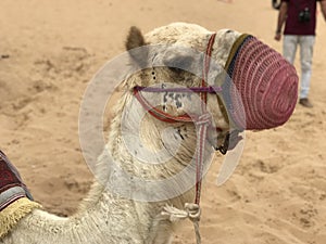 camel