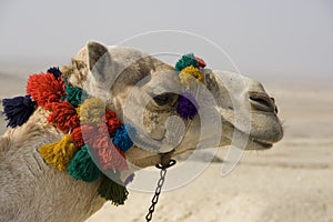 Camel