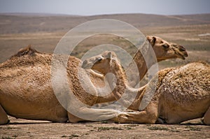 Camel