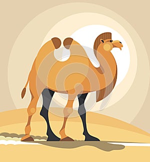 Camel