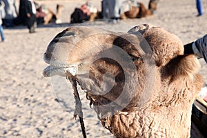 Camel