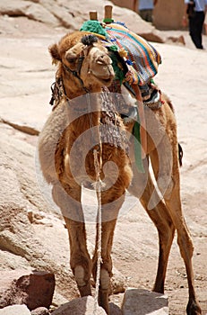 Camel