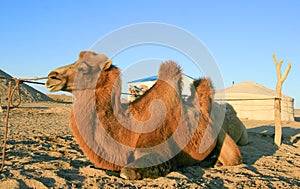 Camel