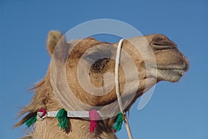 Camel