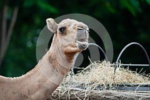 Camel