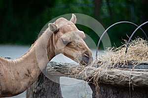 Camel