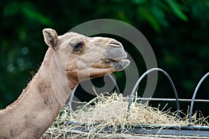 Camel