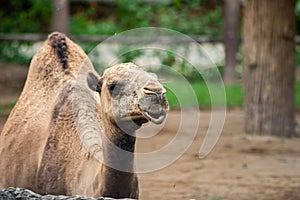 Camel