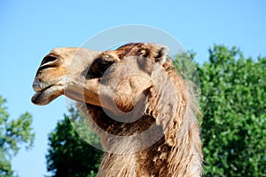 The camel