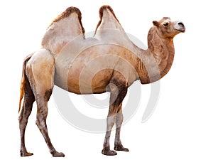 Camel