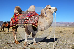 Camel