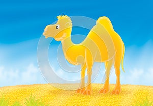 Camel