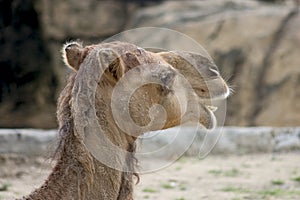 Camel