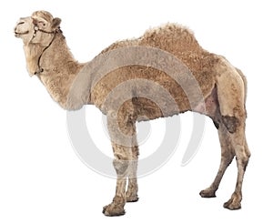 Camel