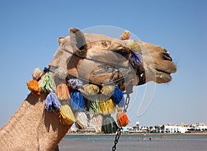 Camel