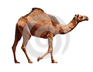 Camel