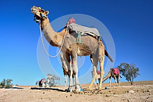 Camel