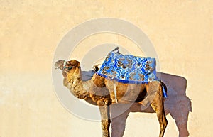 Camel
