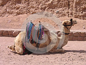 Camel