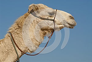 Camel