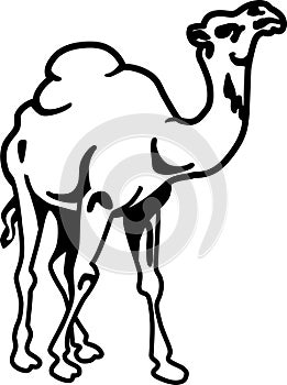 Camel