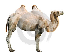 The Camel. photo