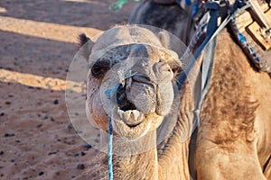 Camel