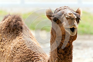 Camel photo