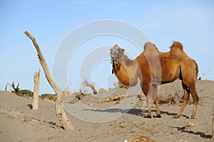 Camel