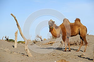 Camel photo