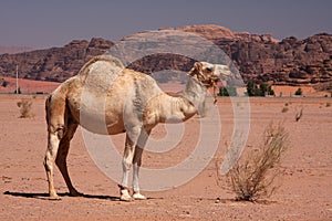 Camel