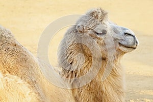 Camel