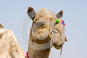 Camel