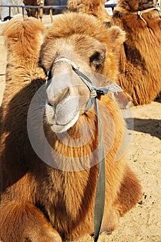 Camel