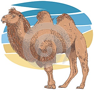 Camel