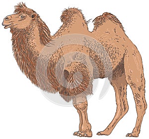 Camel