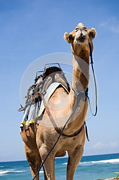 Camel