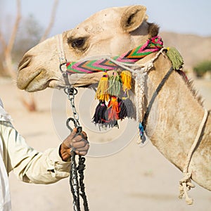 Camel