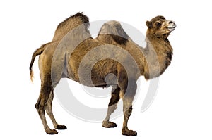 Camel