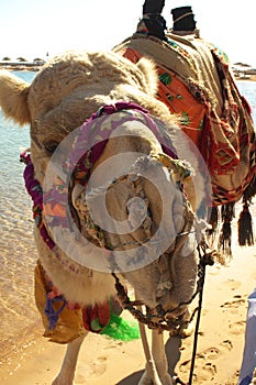 Camel